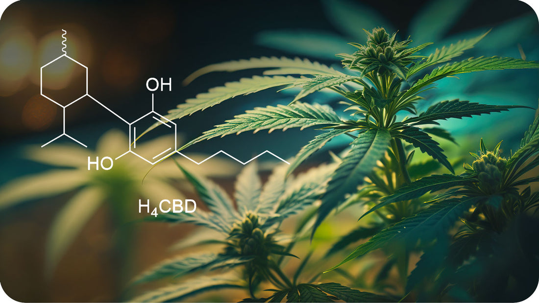 H4CBD, das neue Cannabinoid, Cannabispflanze und H4CBD-Formel