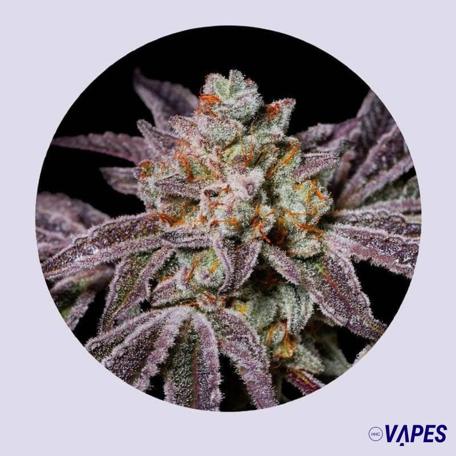 Insanity OG 30% THC - Feminizada Vaper HHC