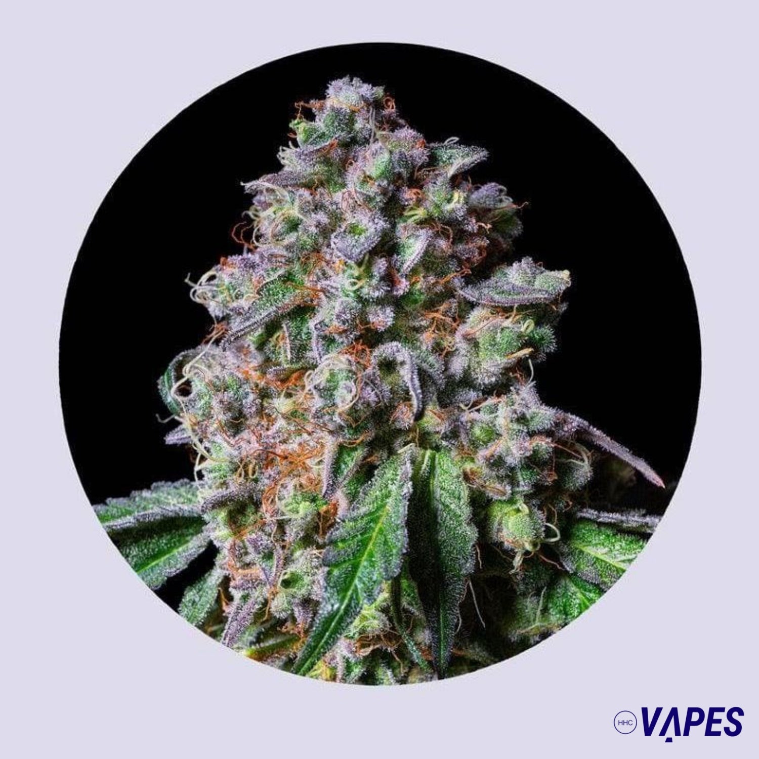 LA Macedonia 28% THC - Feminizada Vaper HHC