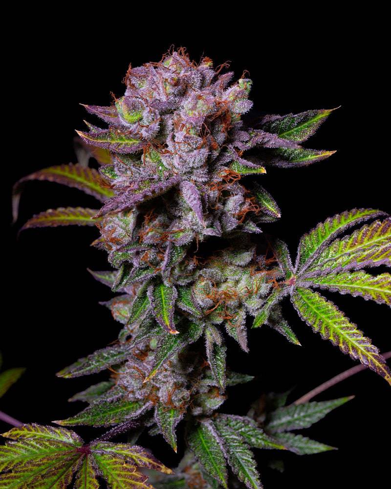 Aca-Dos Delight 30% THC - Feminisiert - HHC VAPES