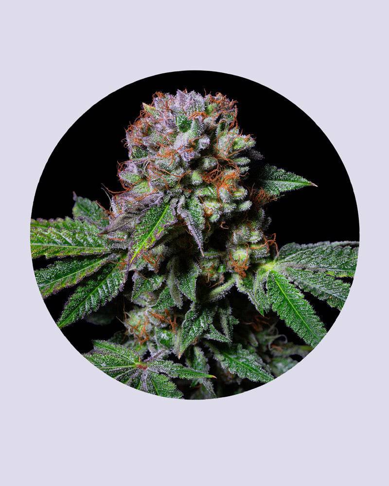 Aca-Dos Delight 30% THC - Feminisiert - HHC VAPES