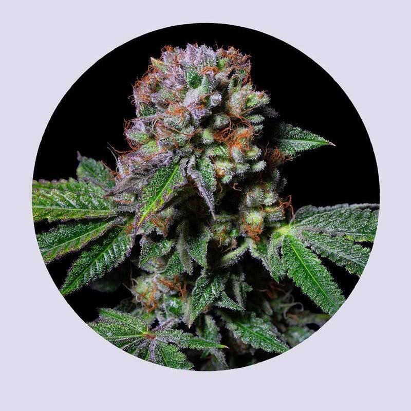 Aca-Dos Delight 30% THC - Feminisiert - HHC VAPES