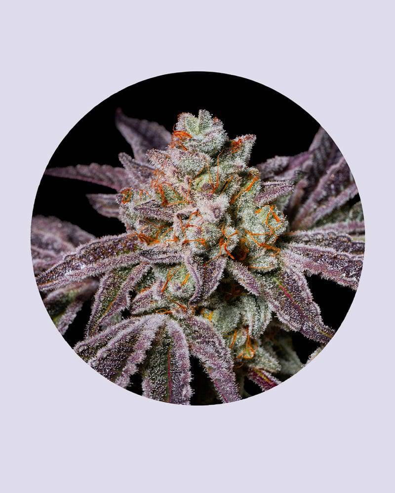 Insanity OG 30% THC - Feminisiert - HHC VAPES