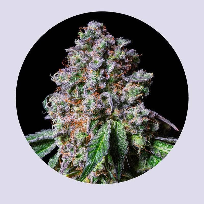 LA Macedonia 28% THC - Feminisiert - HHC VAPES