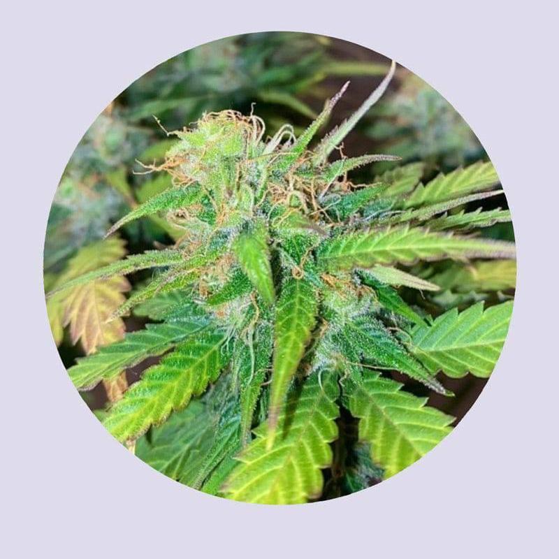 Mandarine Cream 25% THC - Autoflowering - HHC VAPES