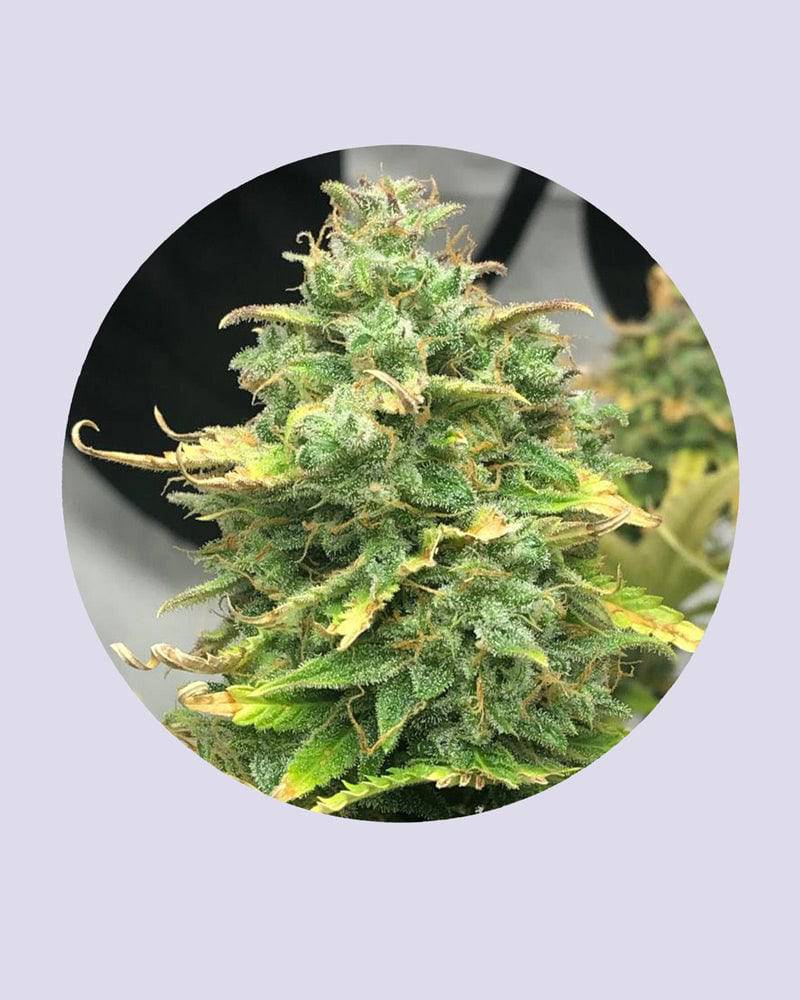 Mimosa Cake 22% THC - Autoflowering - HHC VAPES