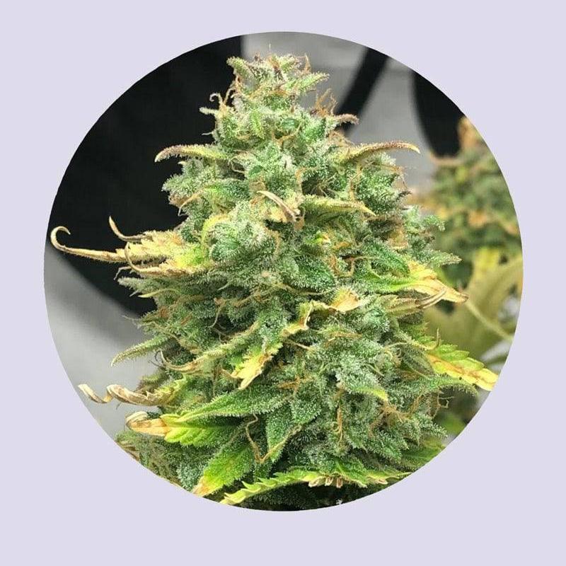 Mimosa Cake 22% THC - Autoflowering - HHC VAPES