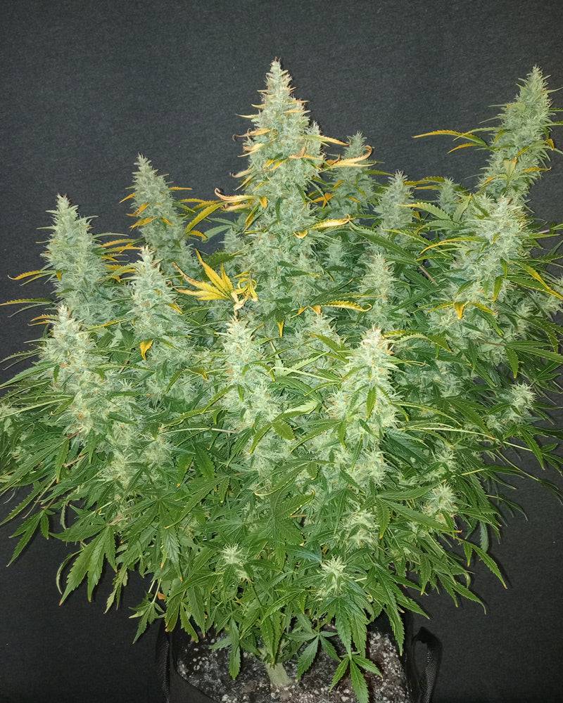 Mimosa Cake 22% THC - Autoflowering - HHC VAPES