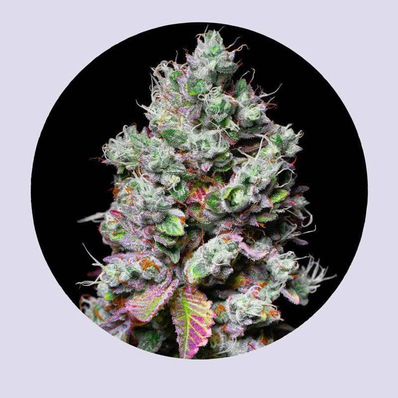 Mochi 28% THC - Feminisiert - HHC VAPES