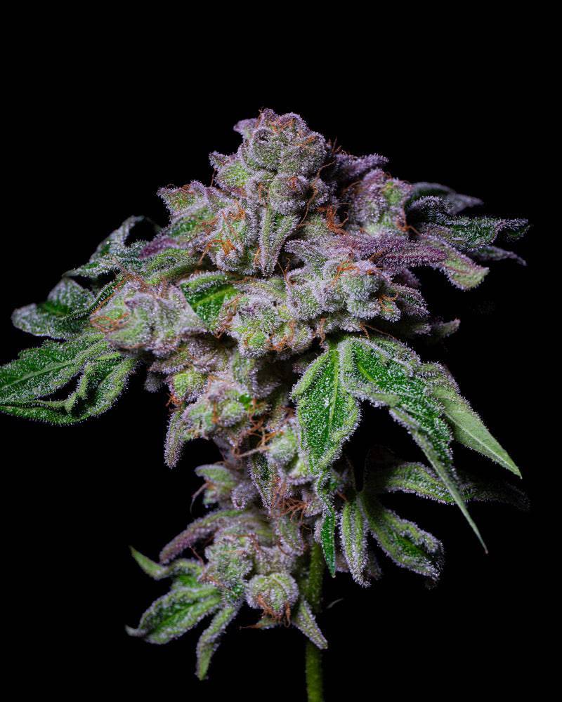 Sour Aloha 28% THC - Feminisiert - HHC VAPES