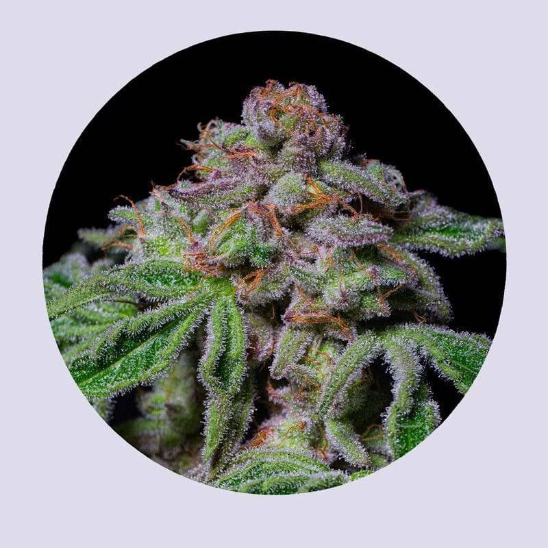 Sour Aloha 28% THC - Feminisiert - HHC VAPES