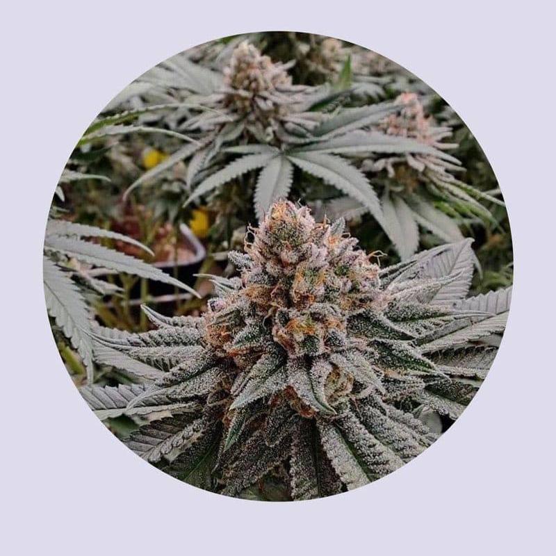 Strawberry Shortcake Cannabis Samen, Bild von der Blüte