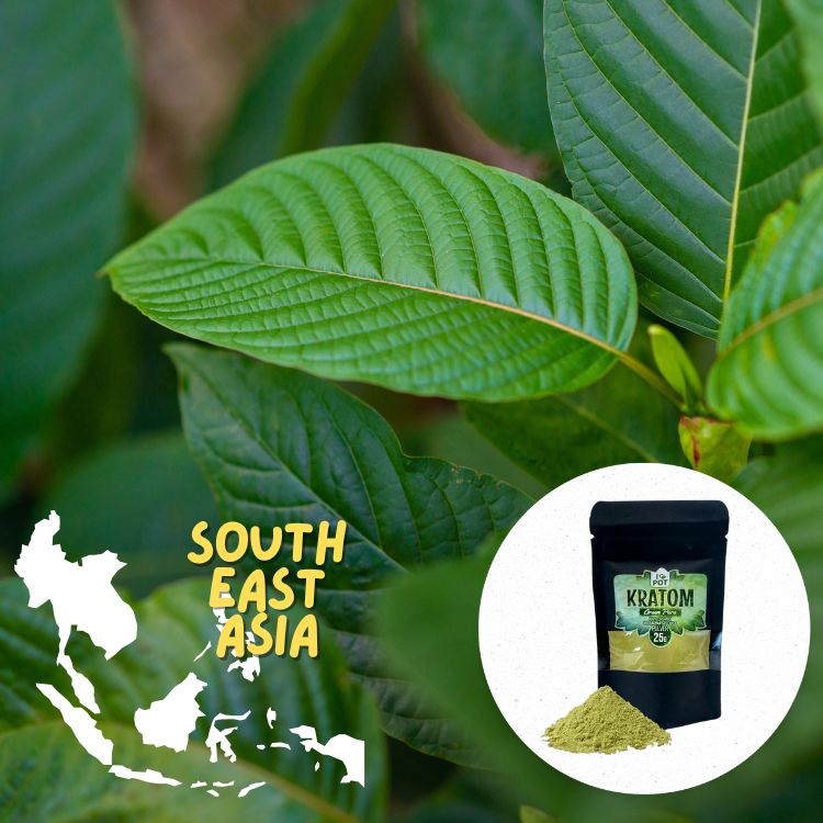 kratom-kaufen-online-im-shop-HHC VAPES