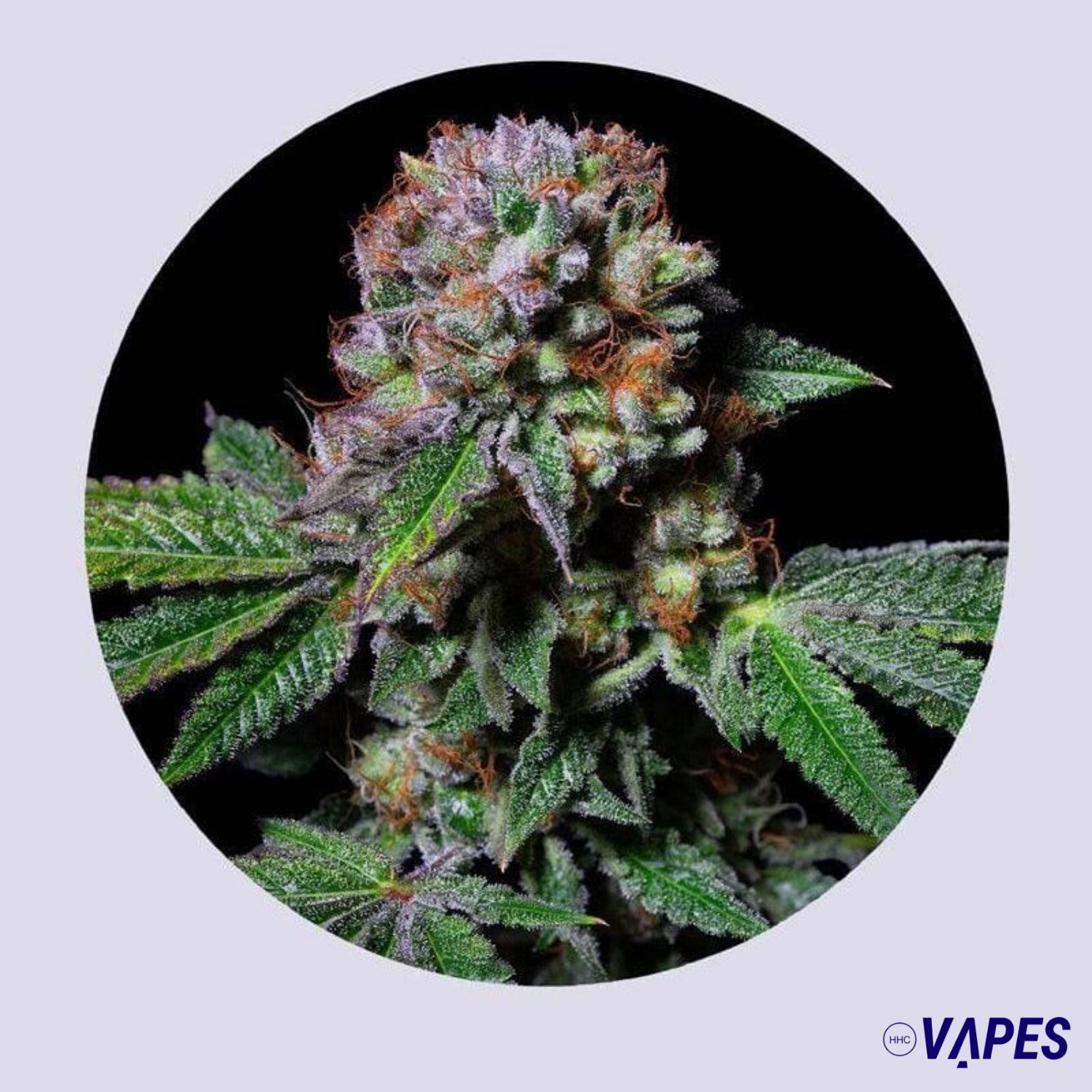 Aca-Dos Delight 30% THC - Feminizada Vaper HHC