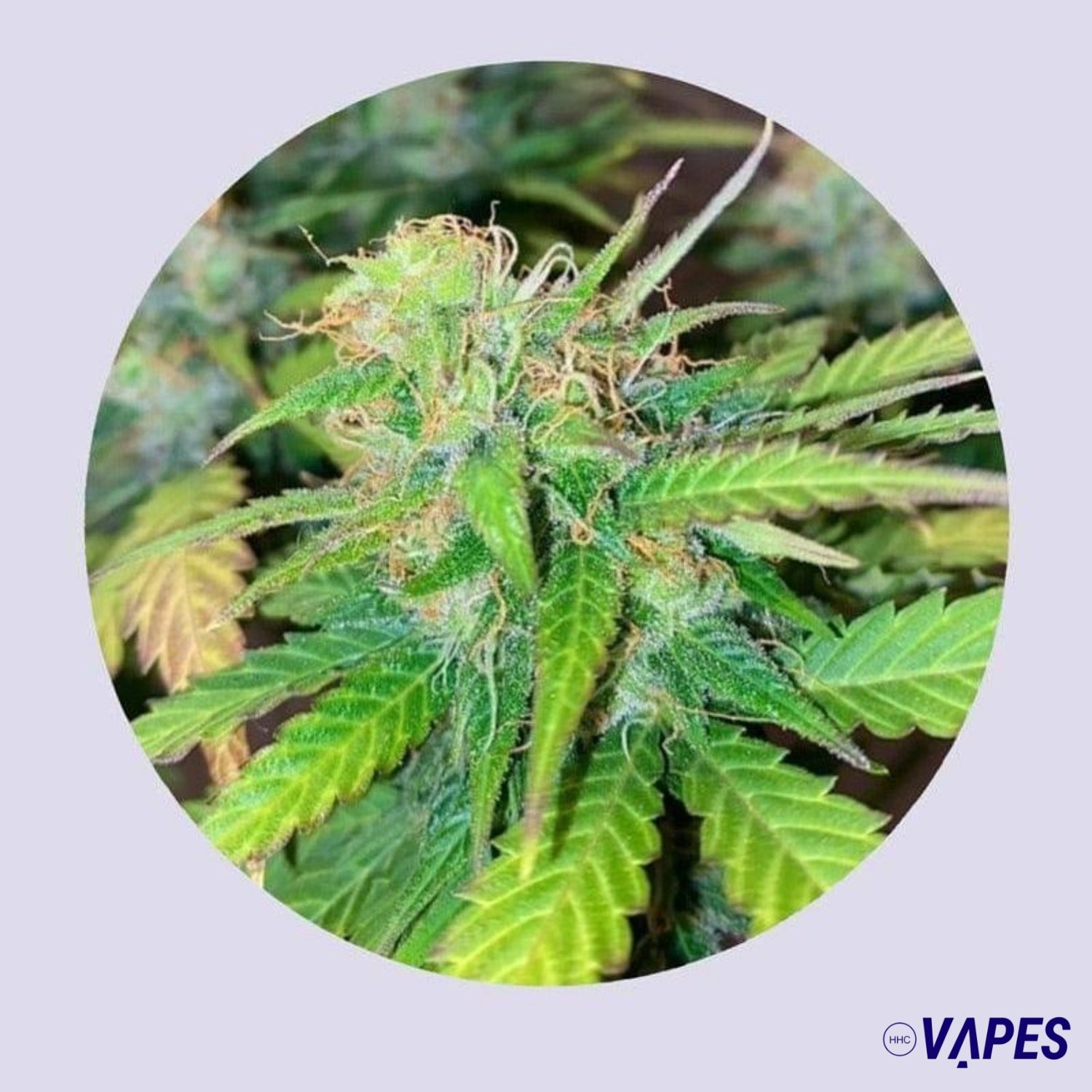 Mandarine Cream 25% THC - Autofloreciente Vaper HHC