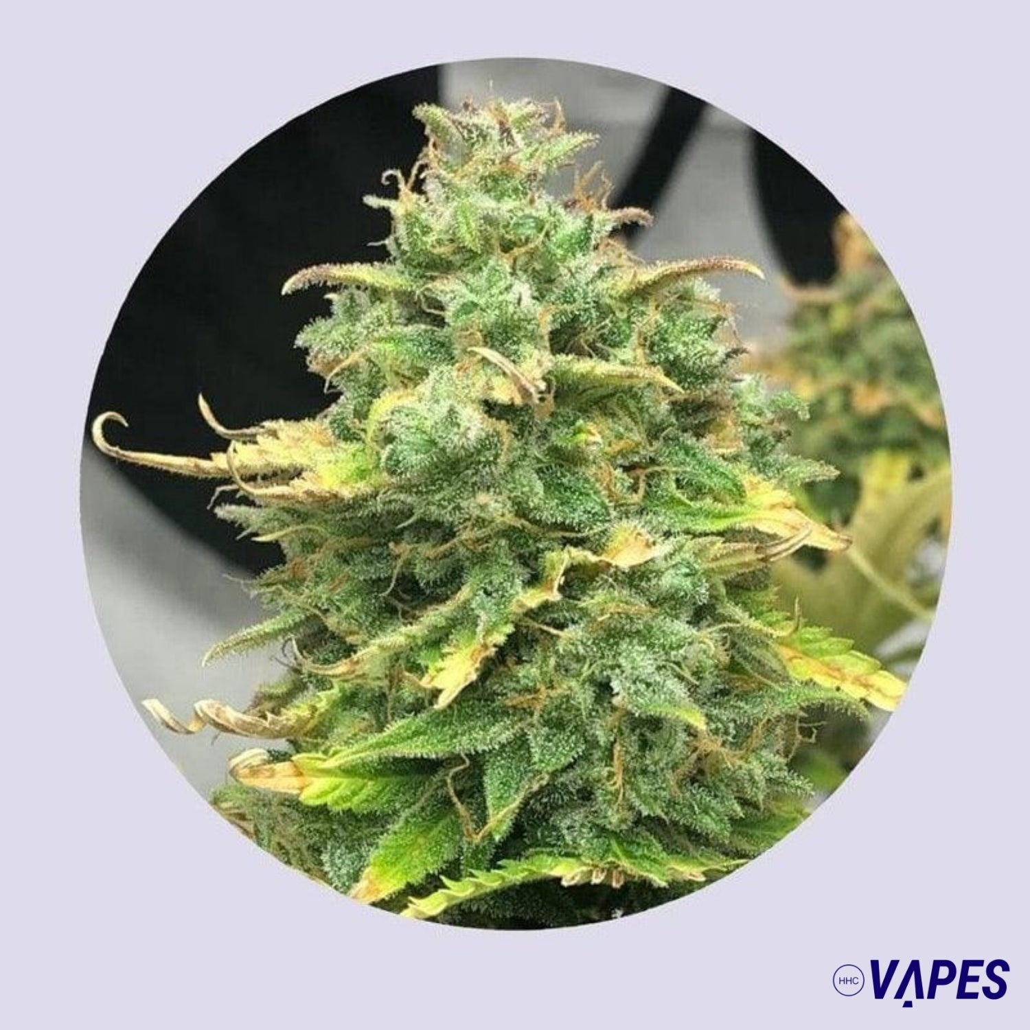 Mimosa Cake 22% THC - Autofloreciente Vaper HHC