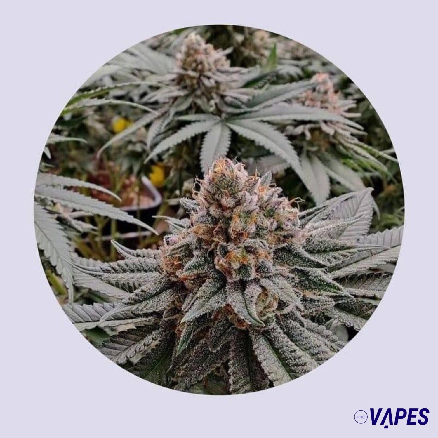 Strawberry Shortcake 25% THC - Autofloreciente Vaper HHC