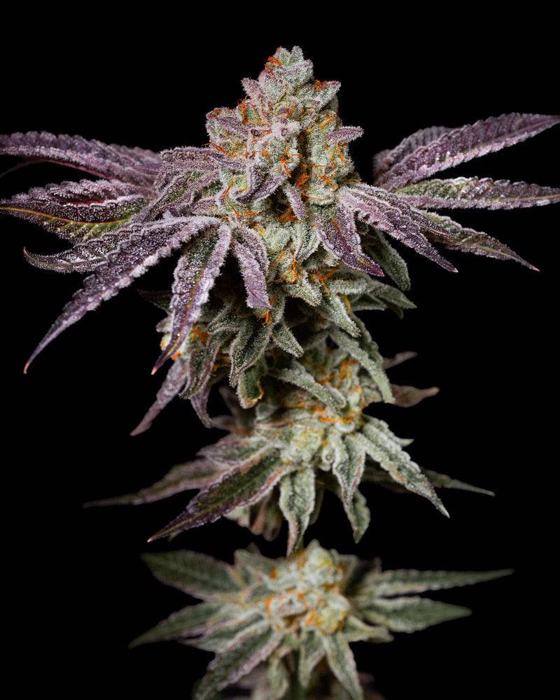 Insanity OG 30% THC - Feminisiert - HHC VAPES