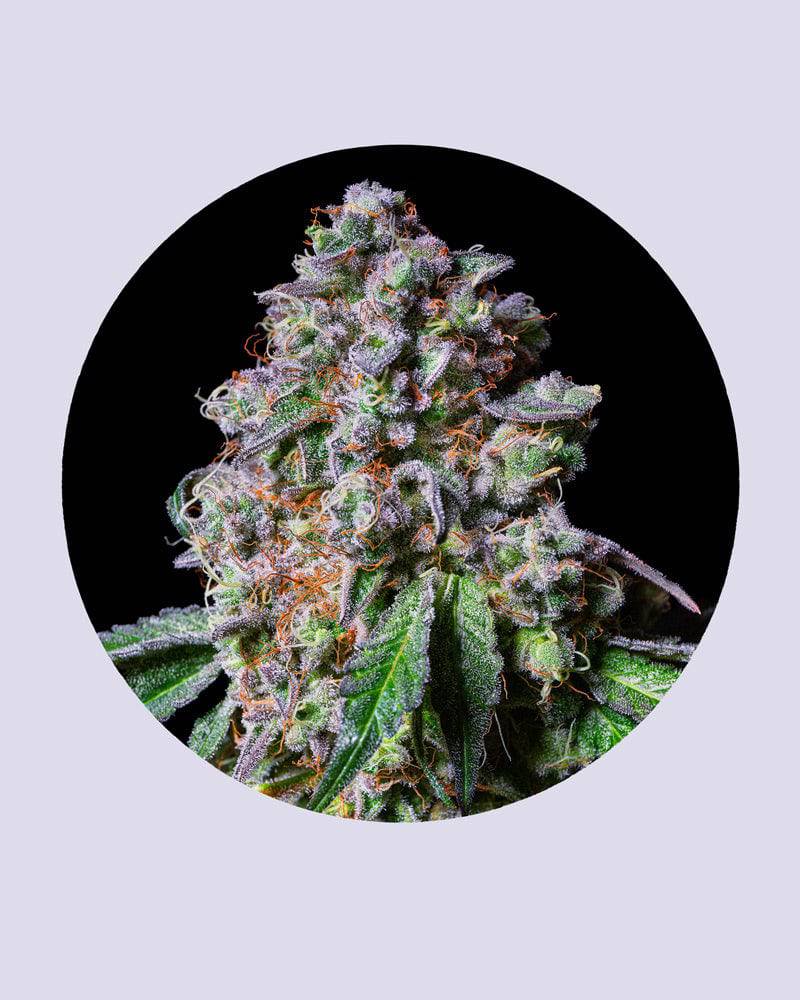 LA Macedonia 28% THC - Feminisiert - HHC VAPES