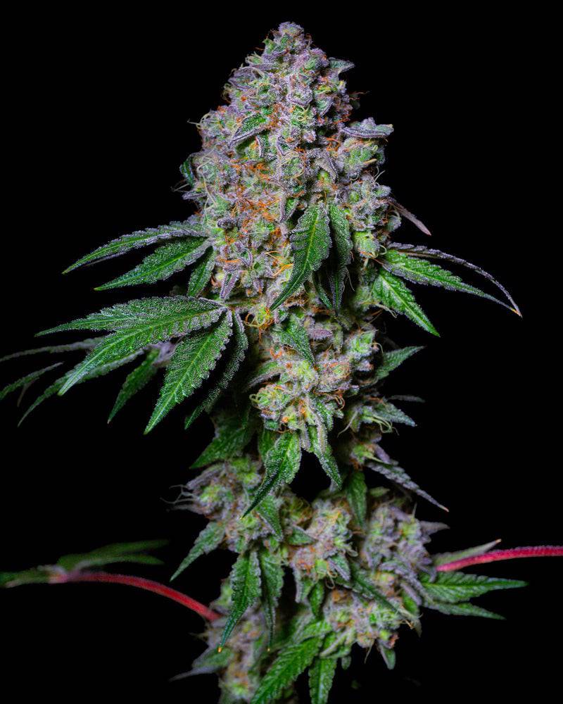 LA Macedonia 28% THC - Feminisiert - HHC VAPES