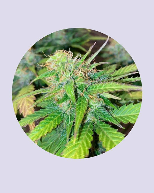 Mandarine Cream 25% THC - Autoflowering - HHC VAPES