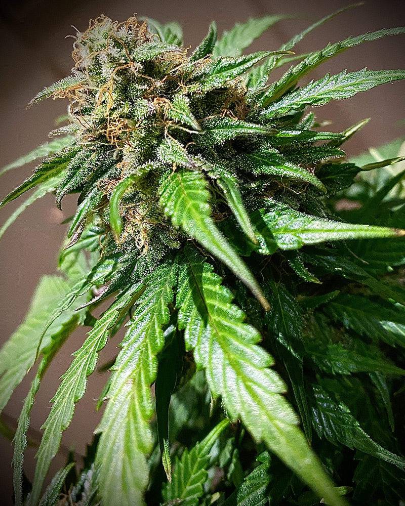 Mandarine Cream 25% THC - Autoflowering - HHC VAPES