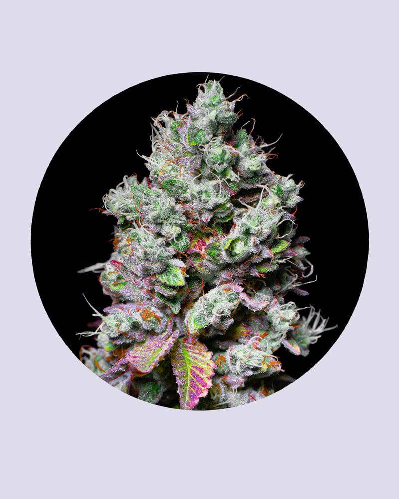 Mochi 28% THC - Feminisiert - HHC VAPES