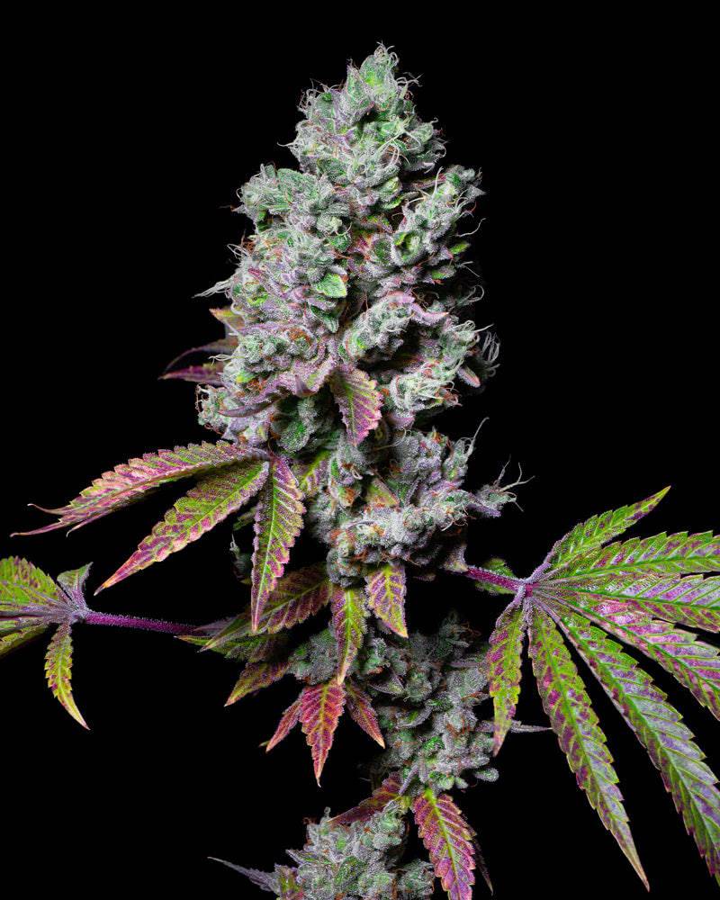 Mochi 28% THC - Feminisiert - HHC VAPES