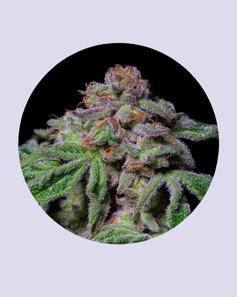 Sour Aloha 28% THC - Feminisiert - HHC VAPES