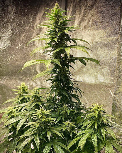 Strawberry Shortcake 25% THC - Autoflowering - HHC VAPES