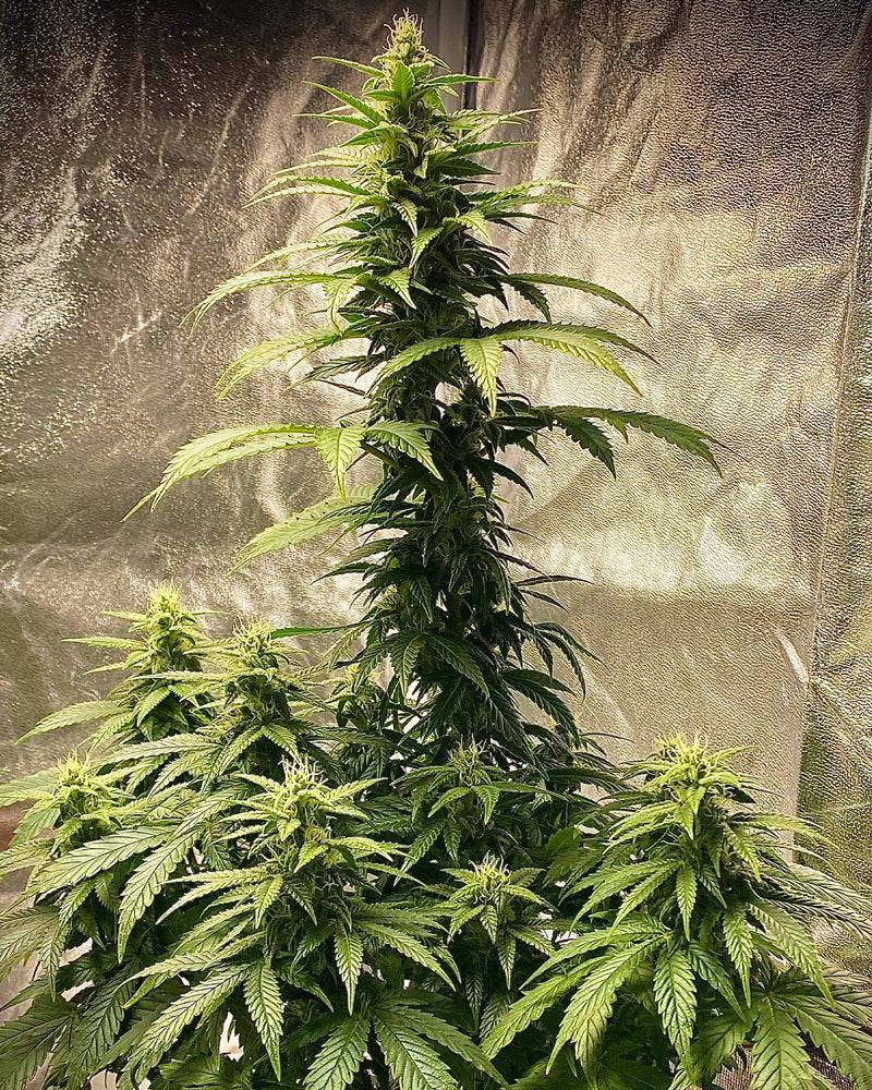 Strawberry Shortcake 25% THC - Autoflowering - HHC VAPES