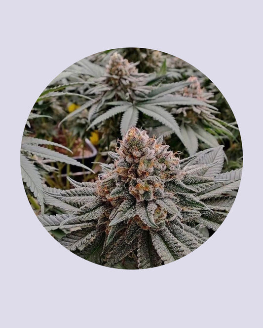 Strawberry Shortcake Cannabis Samen, Bild von der Blüte